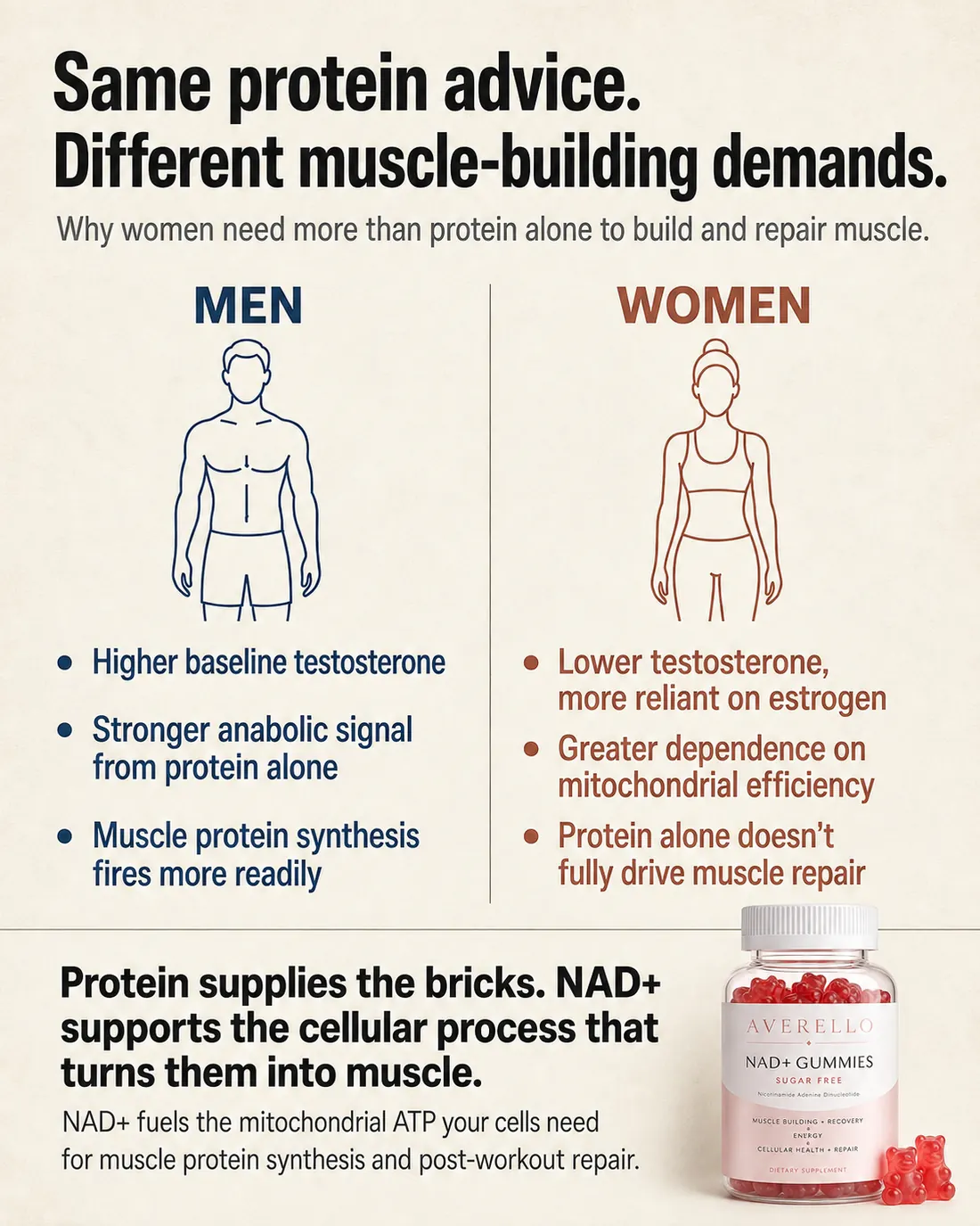 Comparison of male and female muscle-building physiology